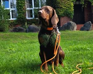 Reproduktor rasy GOŃCZY POLSKI zaprasza suczki 