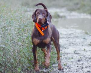 Reproduktor rasy GOŃCZY POLSKI zaprasza suczki 