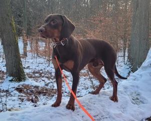 Reproduktor rasy GOŃCZY POLSKI zaprasza suczki 