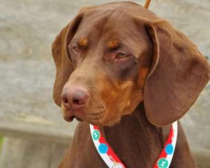 Reproduktor rasy GOŃCZY POLSKI zaprasza suczki 