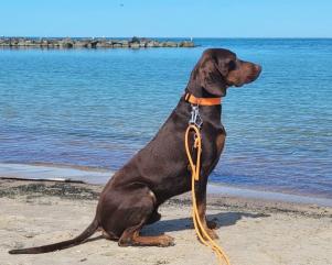 Reproduktor rasy GOŃCZY POLSKI zaprasza suczki 