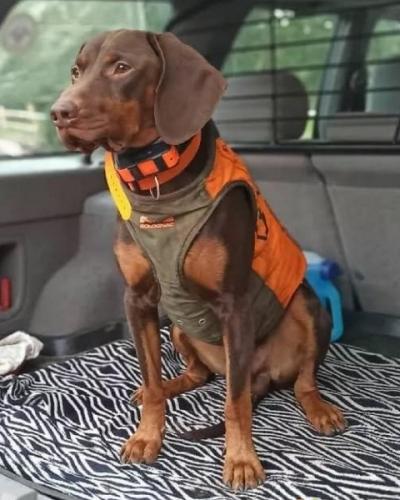 Reproduktor rasy GOŃCZY POLSKI zaprasza suczki 