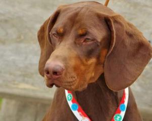 Reproduktor rasy GOŃCZY POLSKI zaprasza suczki