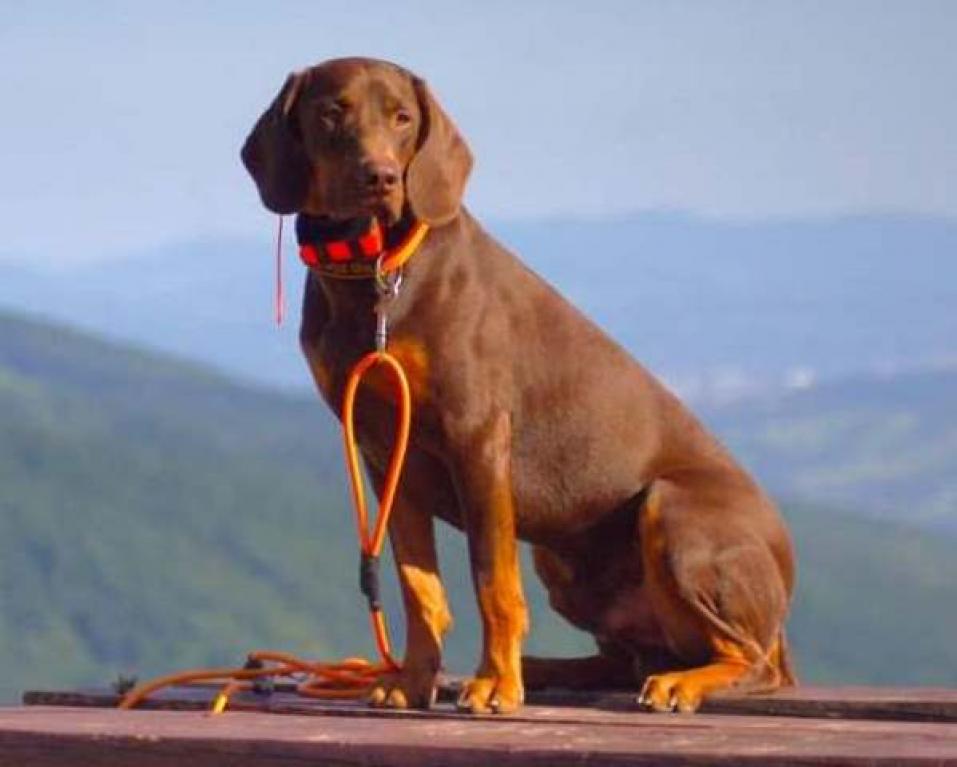 Reproduktor rasy GOŃCZY POLSKI zaprasza suczki