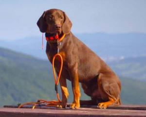 Reproduktor rasy GOŃCZY POLSKI zaprasza suczki