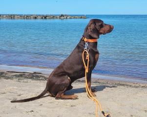 Reproduktor rasy GOŃCZY POLSKI zaprasza suczki