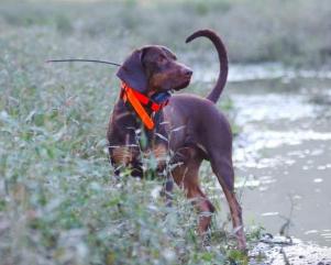 Reproduktor rasy GOŃCZY POLSKI zaprasza suczki