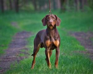 Reproduktor rasy GOŃCZY POLSKI zaprasza suczki