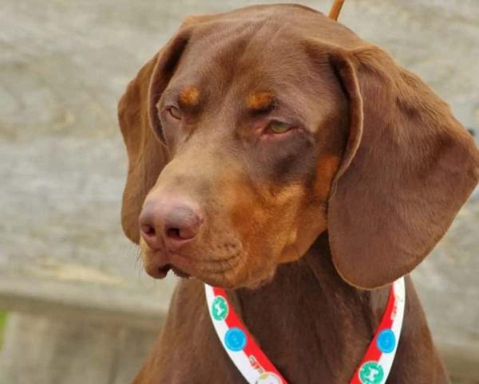 Reproduktor rasy GOŃCZY POLSKI zaprasza suczki