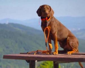 Reproduktor rasy GOŃCZY POLSKI zaprasza suczki