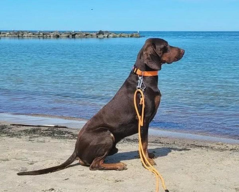 Reproduktor rasy GOŃCZY POLSKI zaprasza suczki