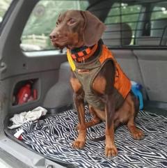 Reproduktor rasy GOŃCZY POLSKI zaprasza suczki