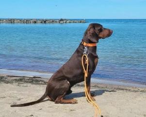 Reproduktor rasy GOŃCZY POLSKI zaprasza suczki